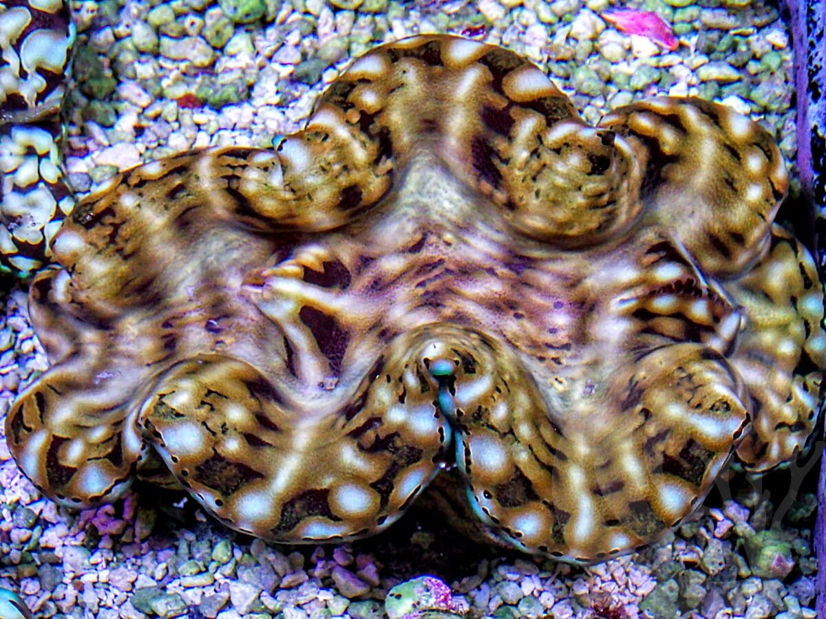 Cultured Squamosa Clam