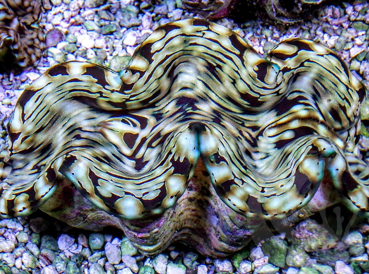 Cultured Squamosa Clam