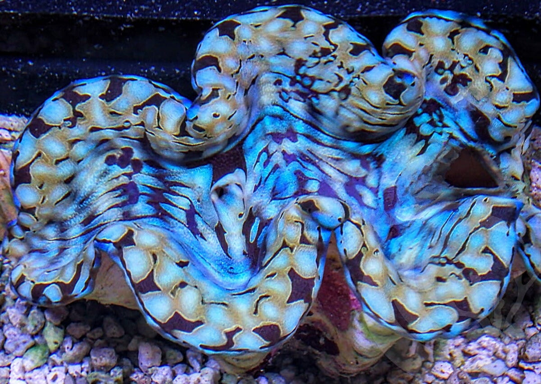 Cultured Squamosa Clam