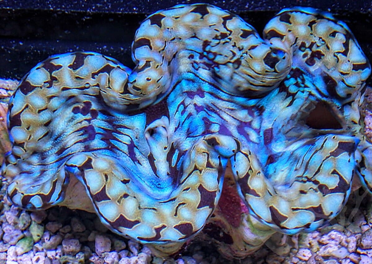 Cultured Squamosa Clam