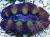 Cultured Crocea Clam