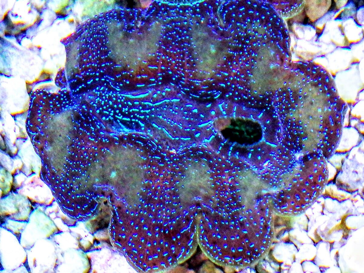 Cultured Crocea Clam