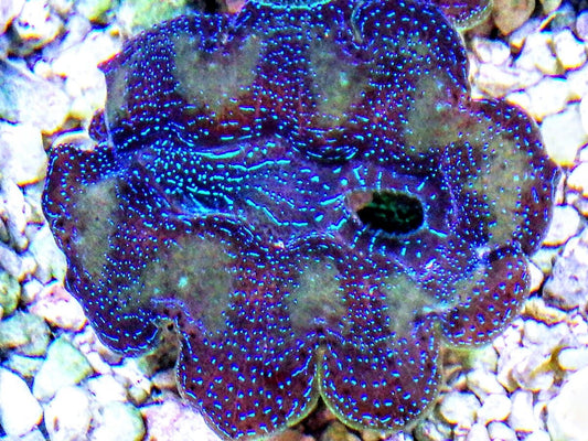 Cultured Crocea Clam