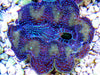 Cultured Crocea Clam