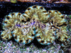 Cultured Squamosa Clam