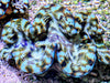 Cultured Squamosa Clam