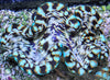 Cultured Squamosa Clam