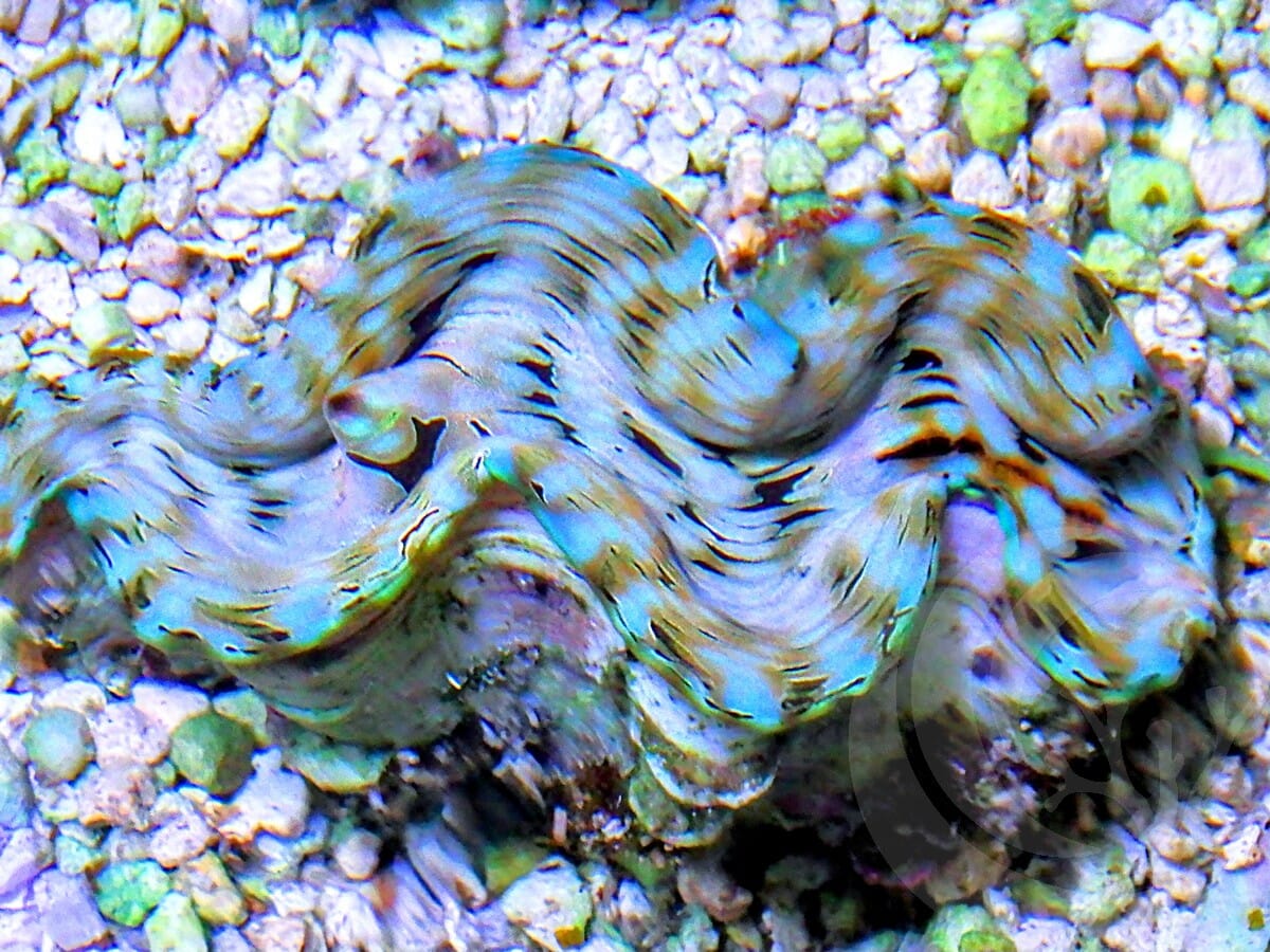 Cultured Squamosa Clam