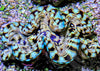 Cultured Squamosa Clam