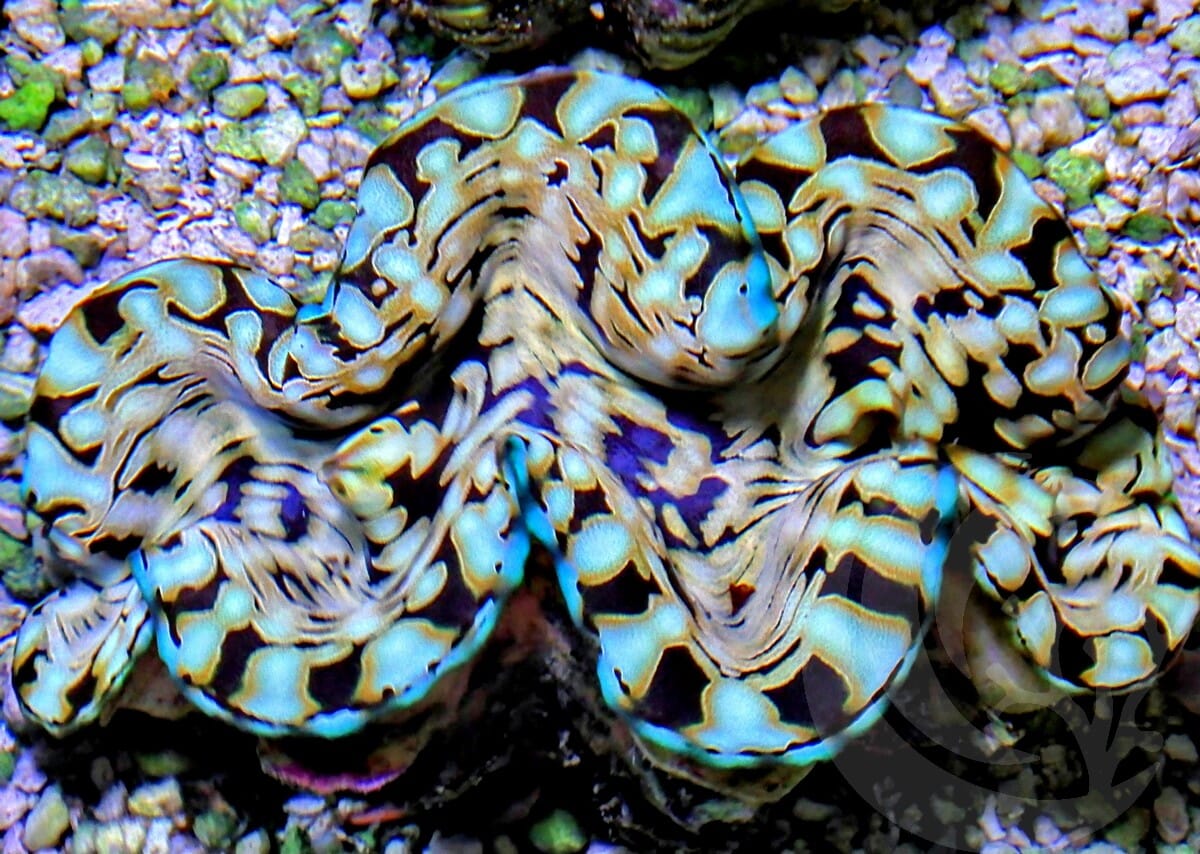 Cultured Squamosa Clam