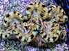 Cultured Squamosa Clam