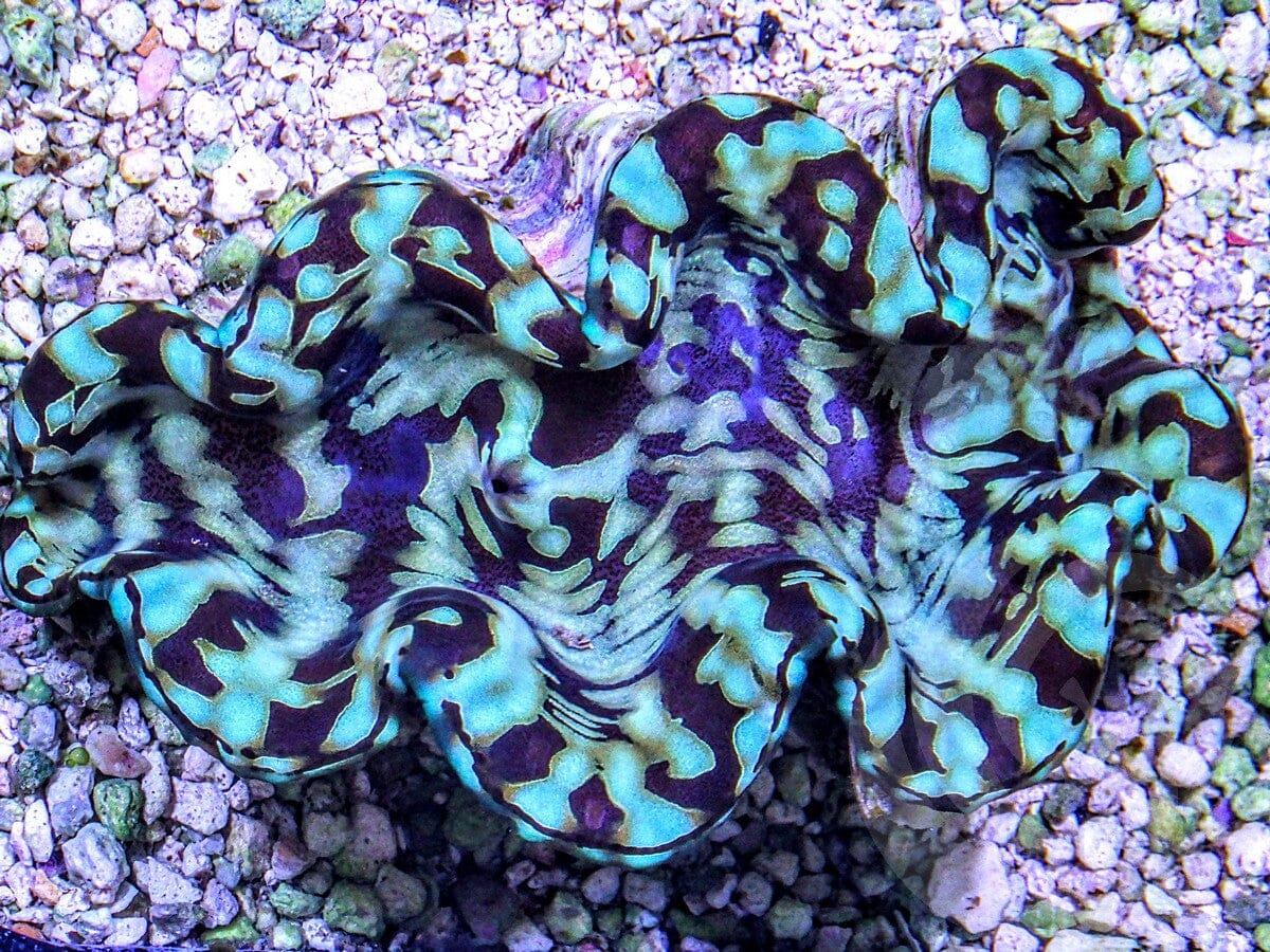 Cultured Squamosa Clam