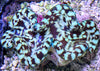 Cultured Squamosa Clam