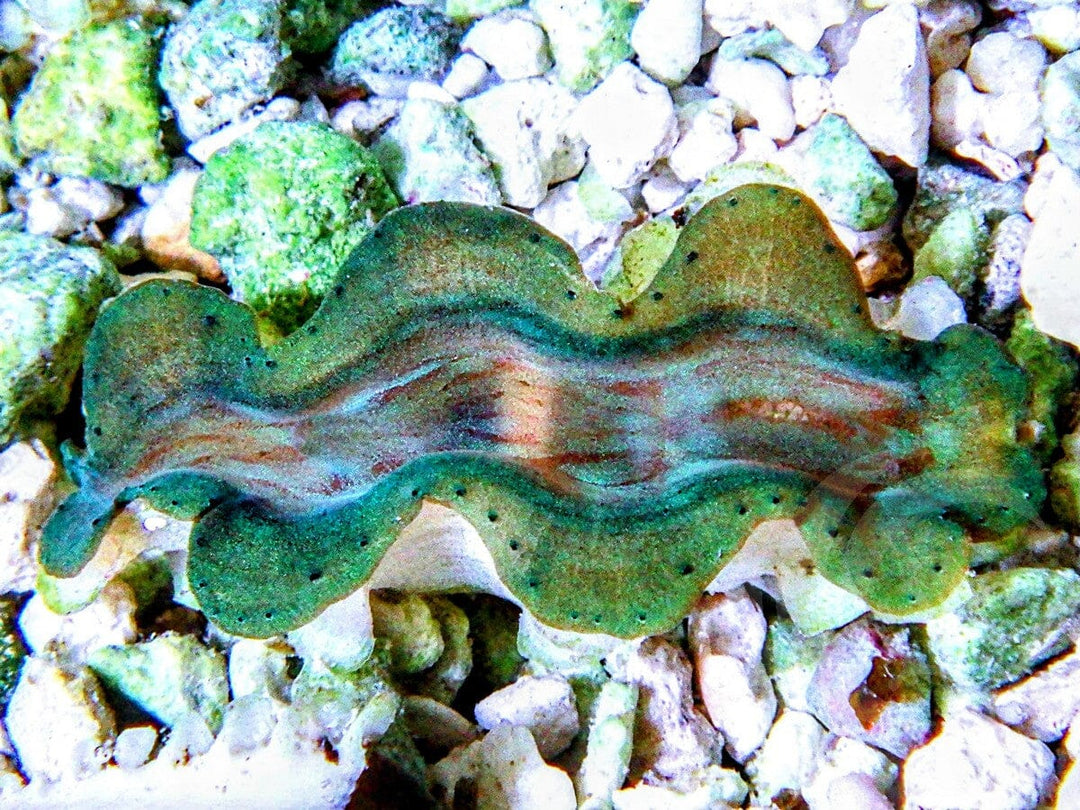 Cultured Squamosa Clam
