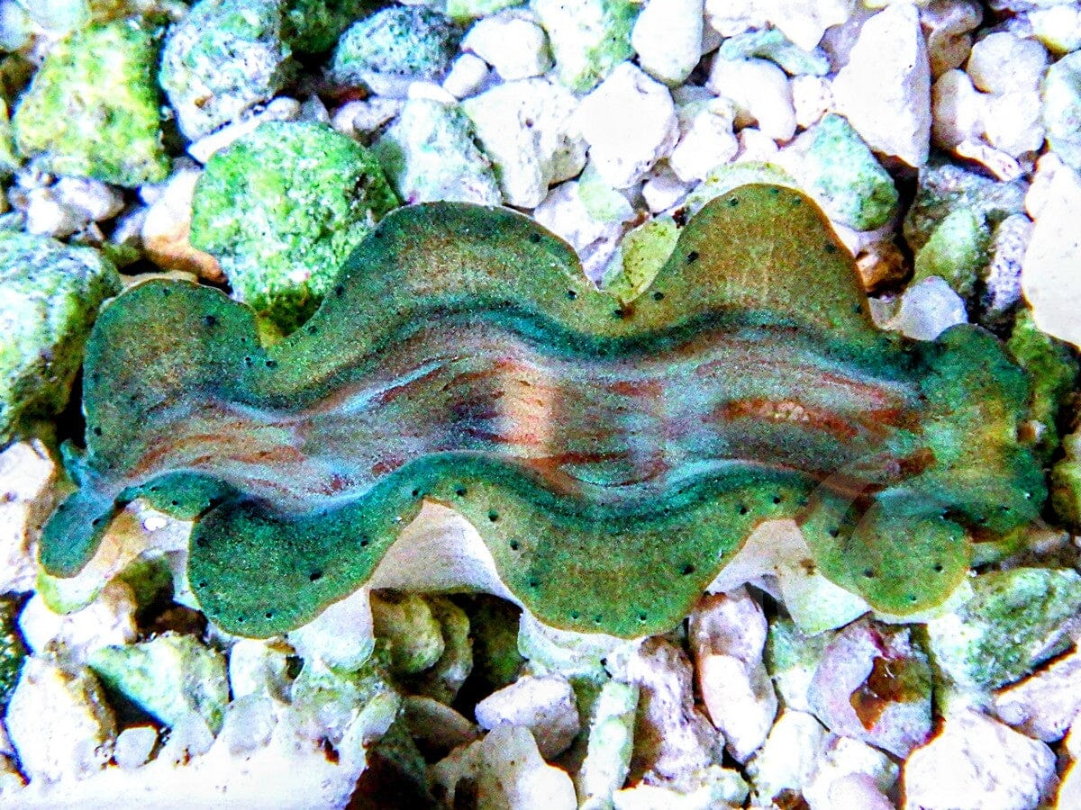Cultured Squamosa Clam