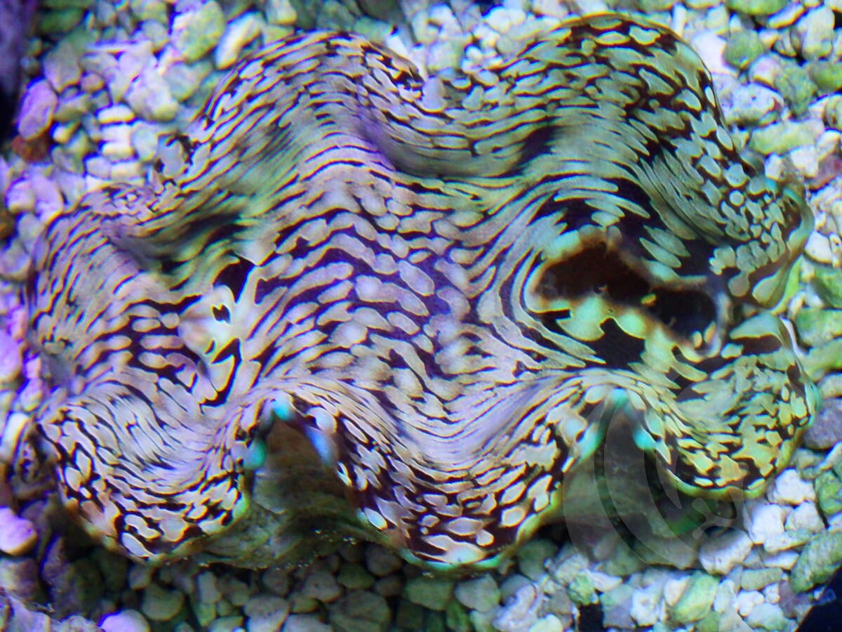 Cultured Squamosa Clam