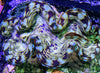 Cultured Squamosa Clam