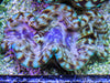 Cultured Squamosa Clam