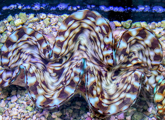 Cultured Squamosa Clam