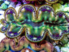 Cultured Maxima Clam