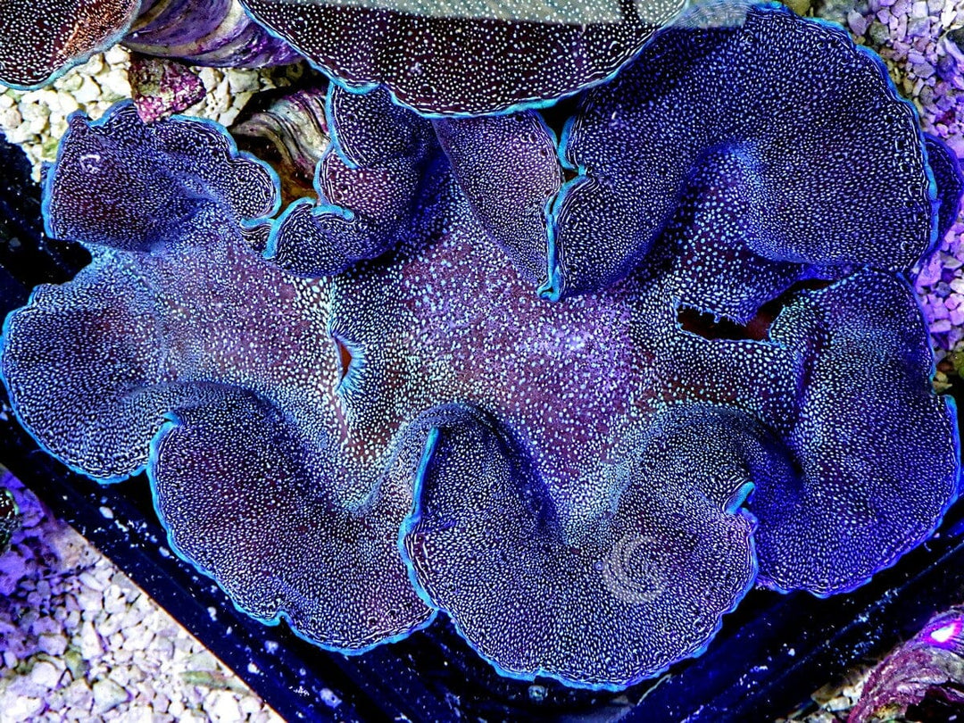 Jumbo Cultured Blue-Purple Squamosa