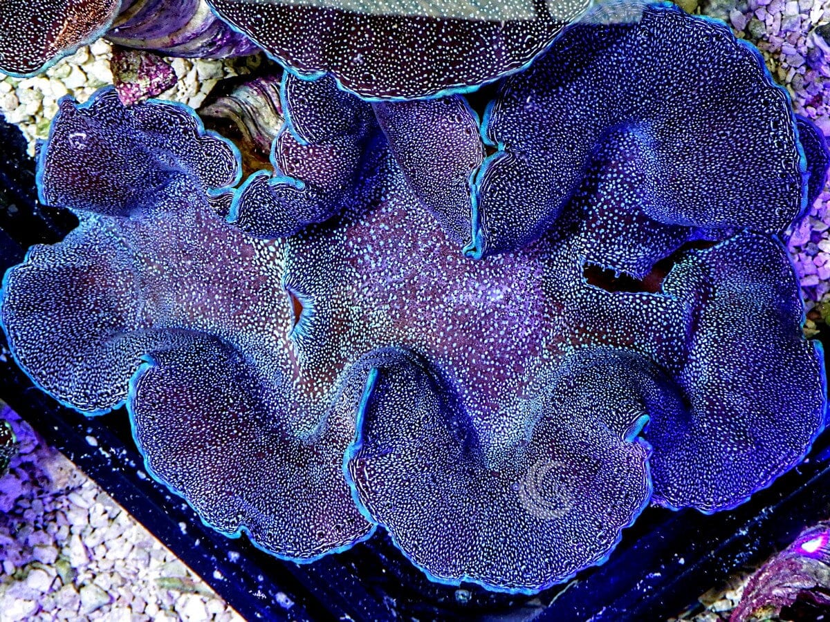 Jumbo Cultured Blue-Purple Squamosa