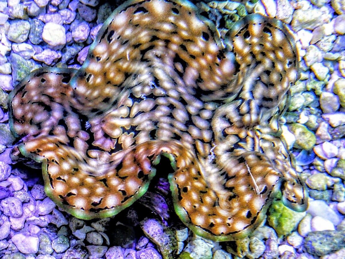 Cultured Squamosa WYSIWYG Clam
