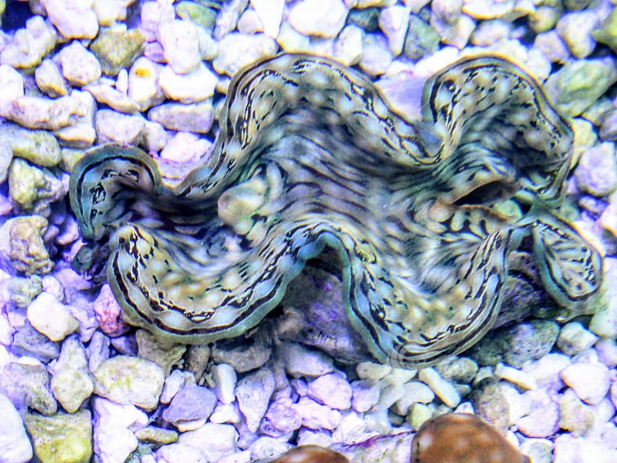 Cultured Green Squamosa WYSIWYG Clam