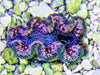 Ultra Crocea Cultured Clam