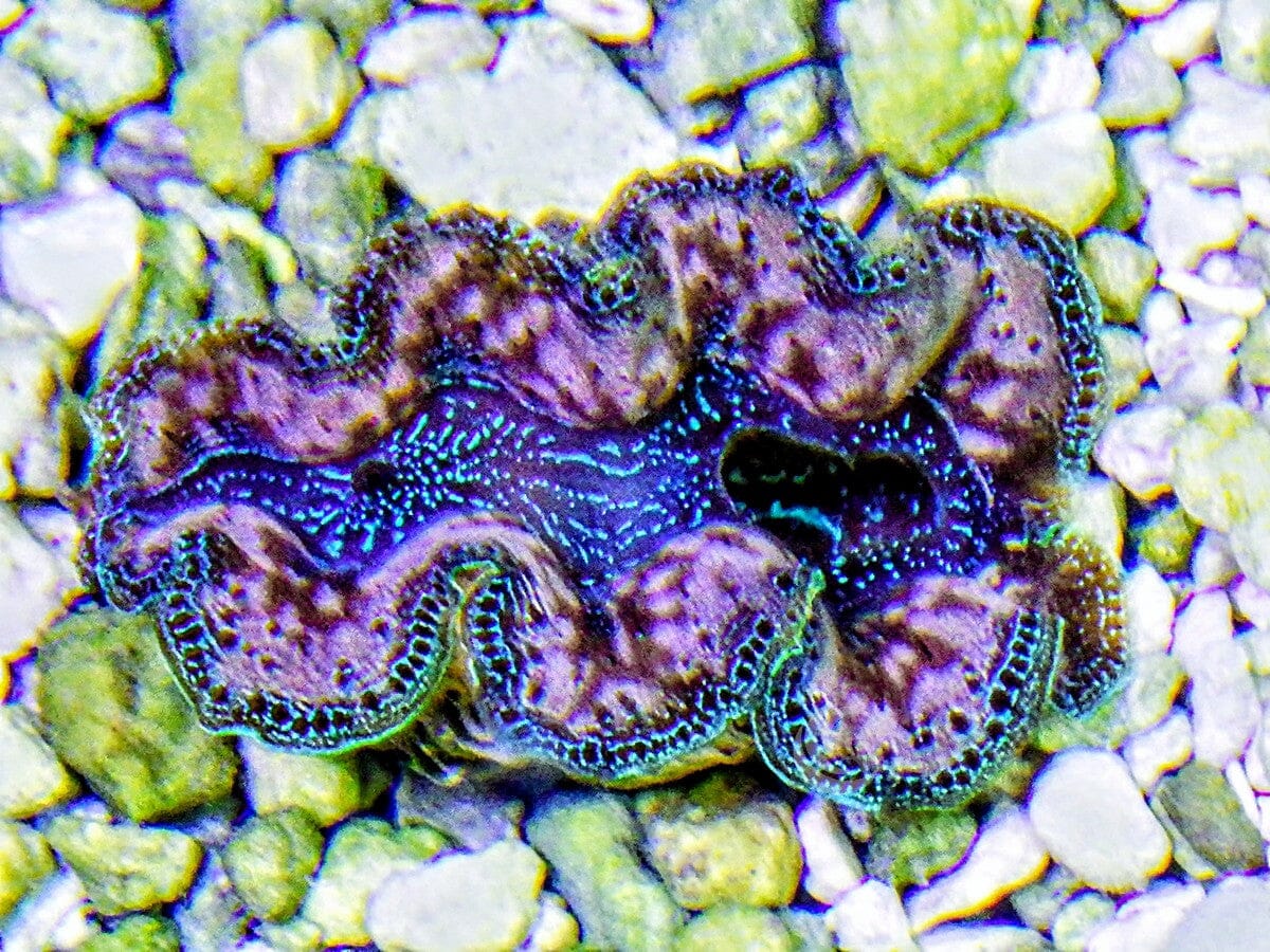 Ultra Crocea Cultured Clam
