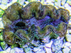 Ultra Crocea Cultured Clam