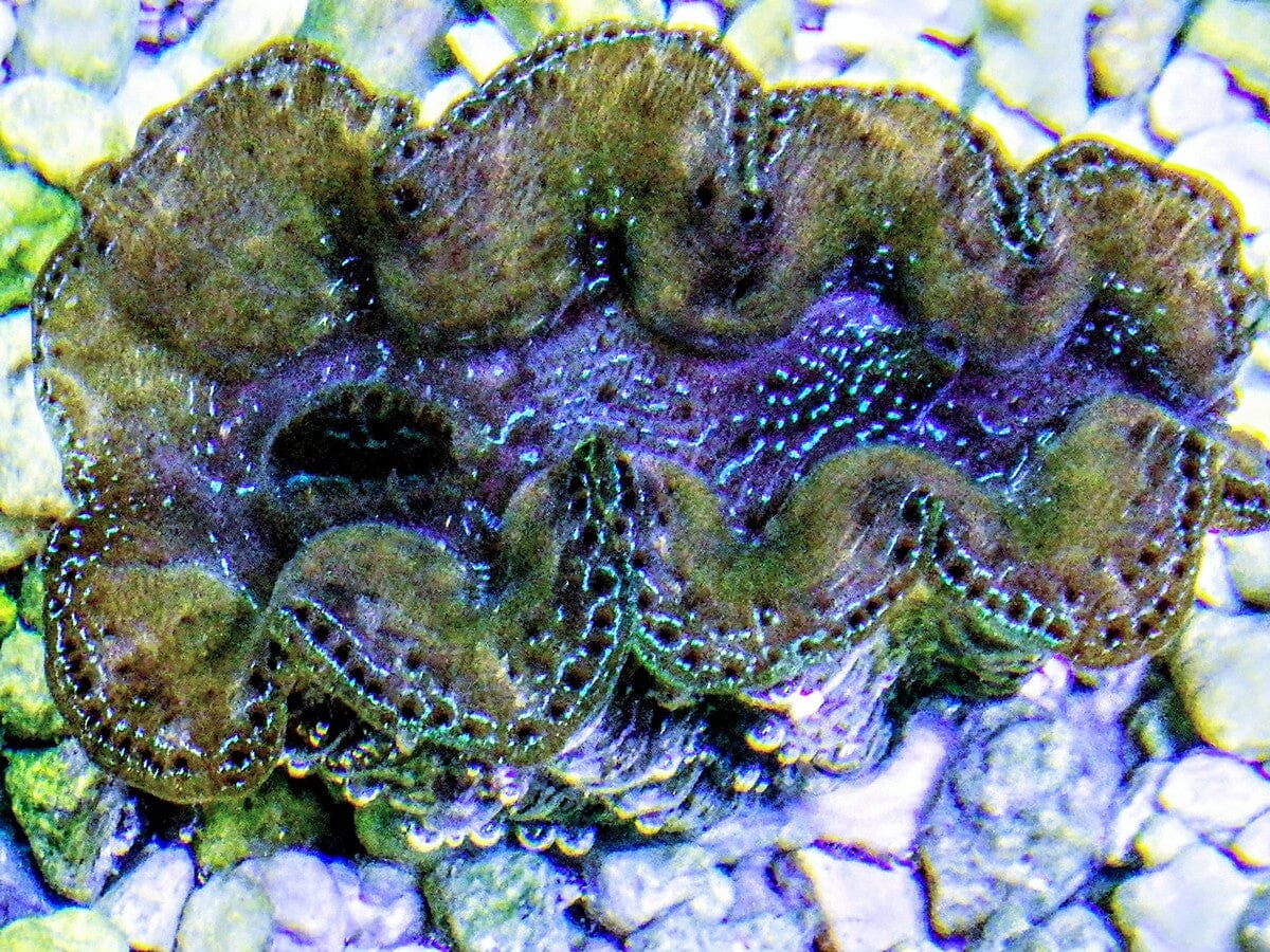 Ultra Crocea Cultured Clam