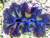 Ultra Crocea Cultured Clam