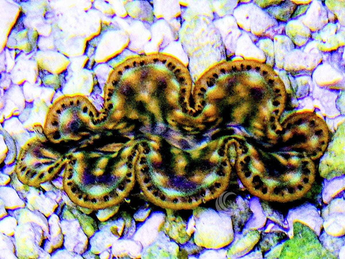 Cultured Squamosa WYSIWYG Clam