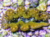 Cultured Maxima WYSIWYG Clam