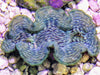 Cultured Green Squamosa WYSIWYG Clam