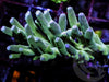 Green Bottlebrush Acropora