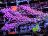 Pink Table Acropora