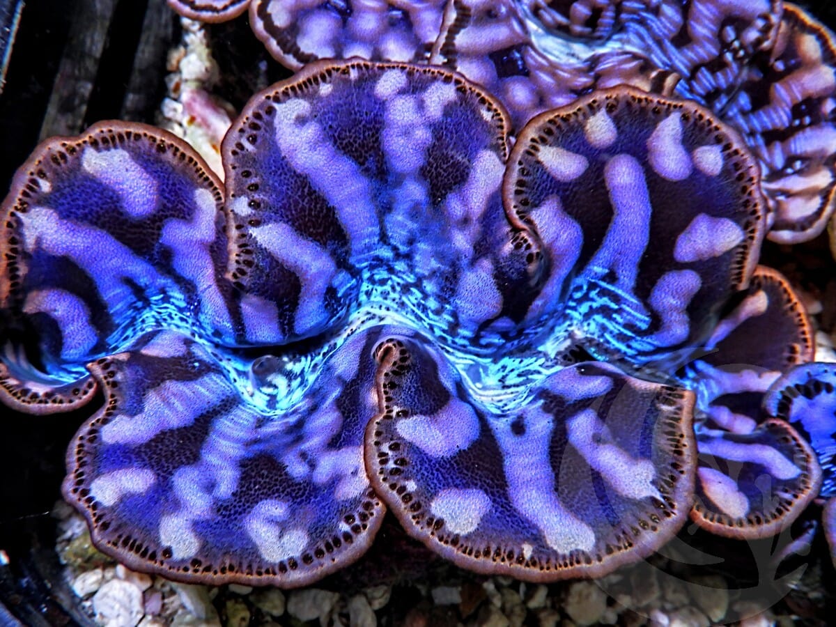 Ultra Maxima Cultured