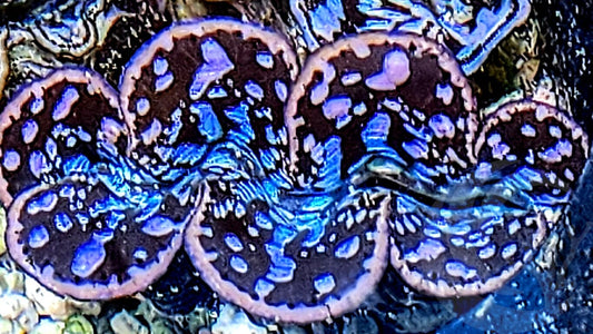 Ultra Cultured Maxima Clam