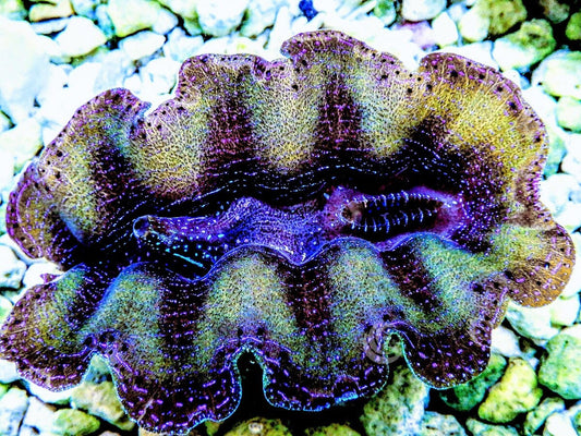 Ultra Crocea Cultured Clam