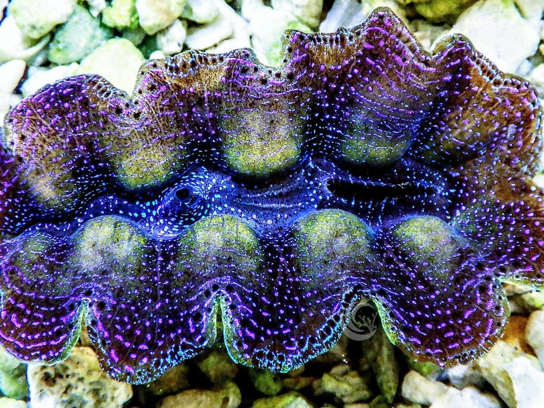 Ultra Crocea Cultured Clam