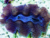 Ultra Crocea Cultured Clam