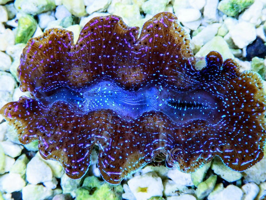 Ultra Crocea Cultured Clam