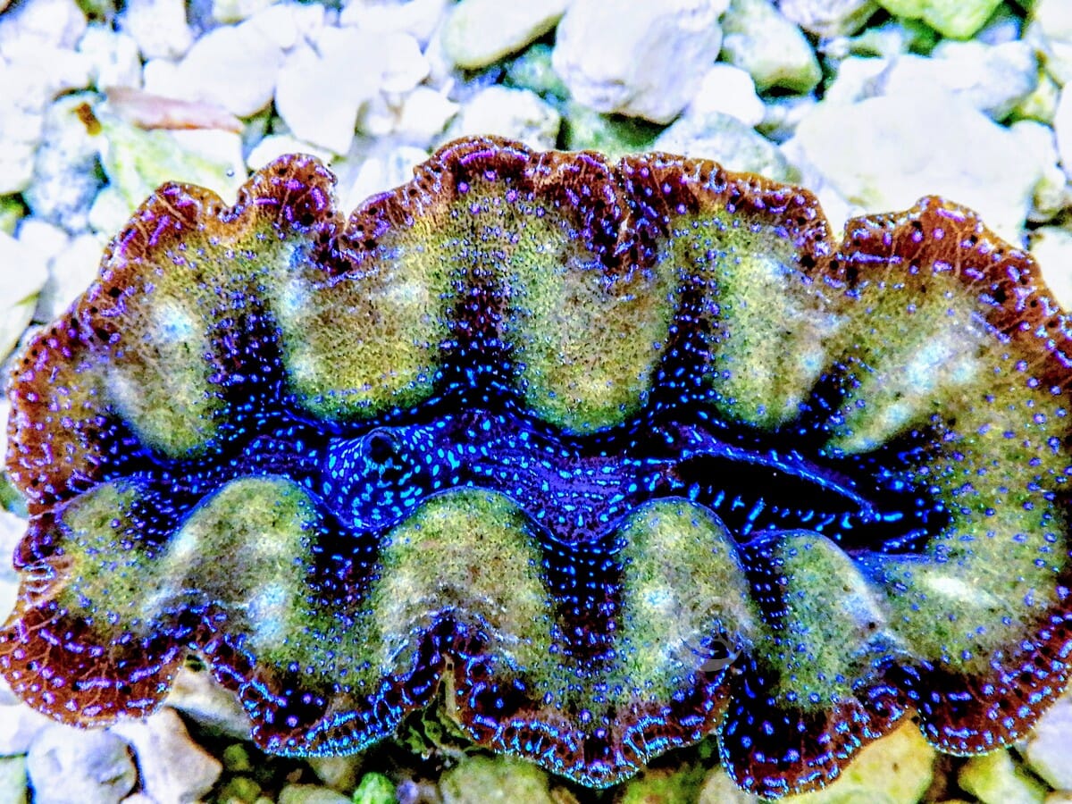 Ultra Crocea Cultured Clam
