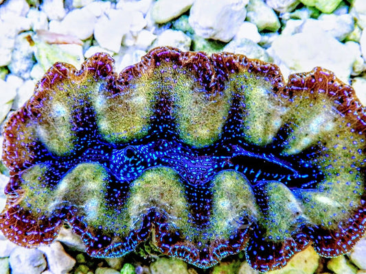 Ultra Crocea Cultured Clam
