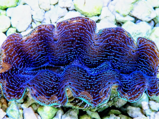 Ultra Crocea Cultured Clam