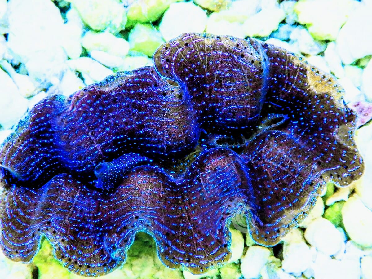 Ultra Crocea Cultured Clam