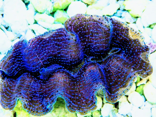 Ultra Crocea Cultured Clam