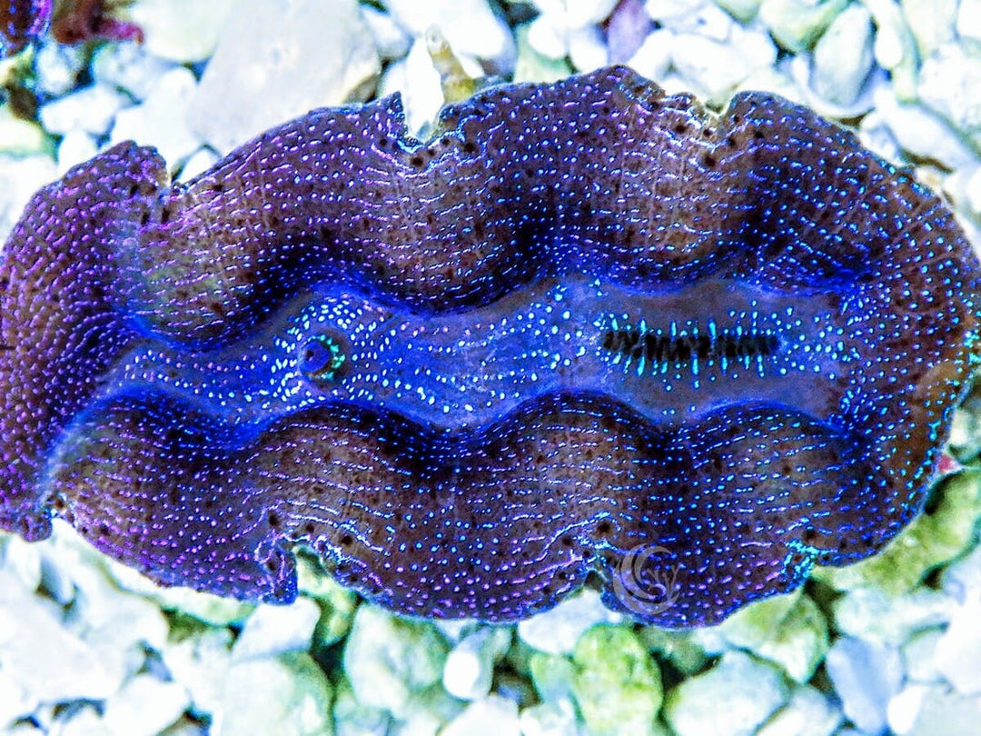 Ultra Crocea Cultured Clam